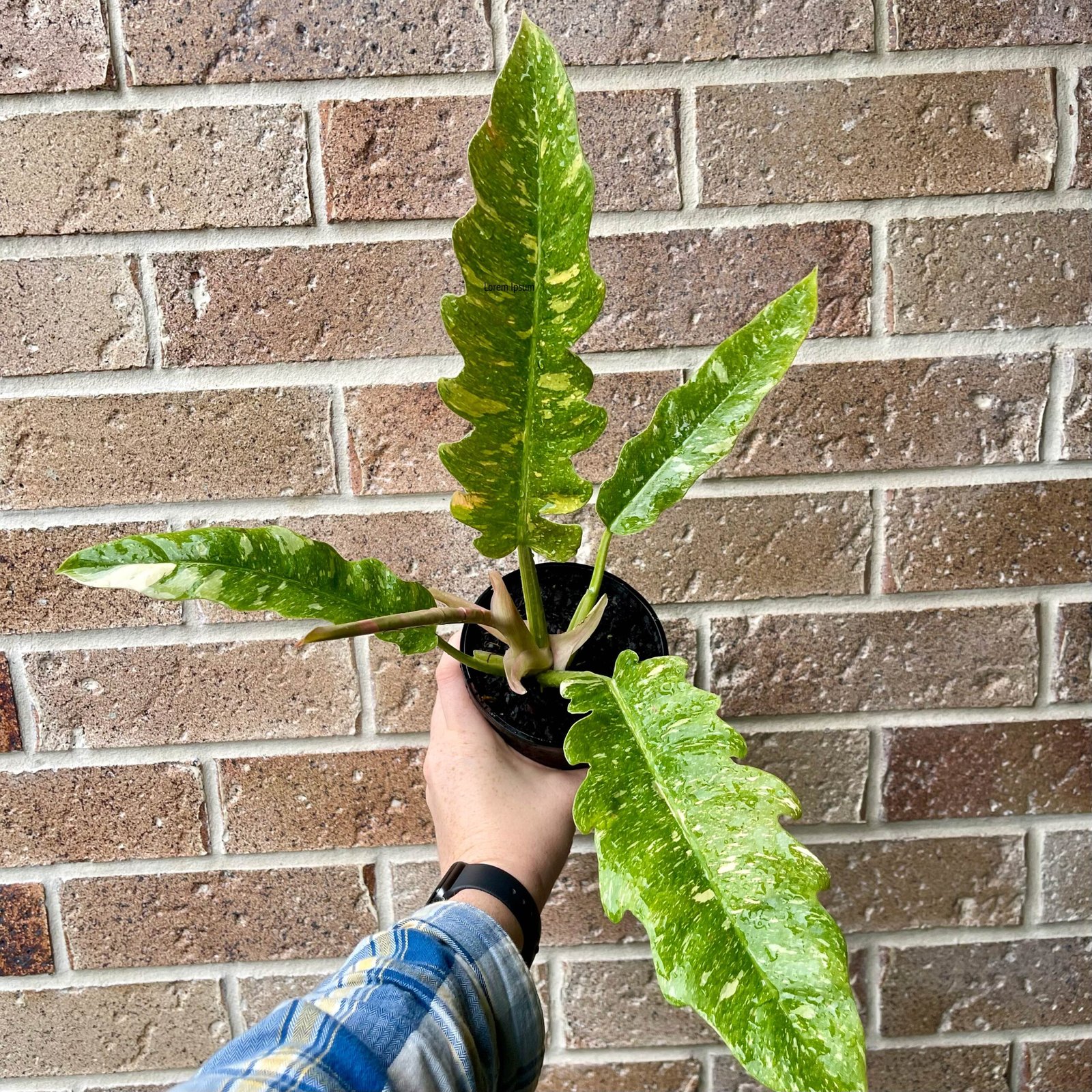 Philodendron Ring of Fire Plant