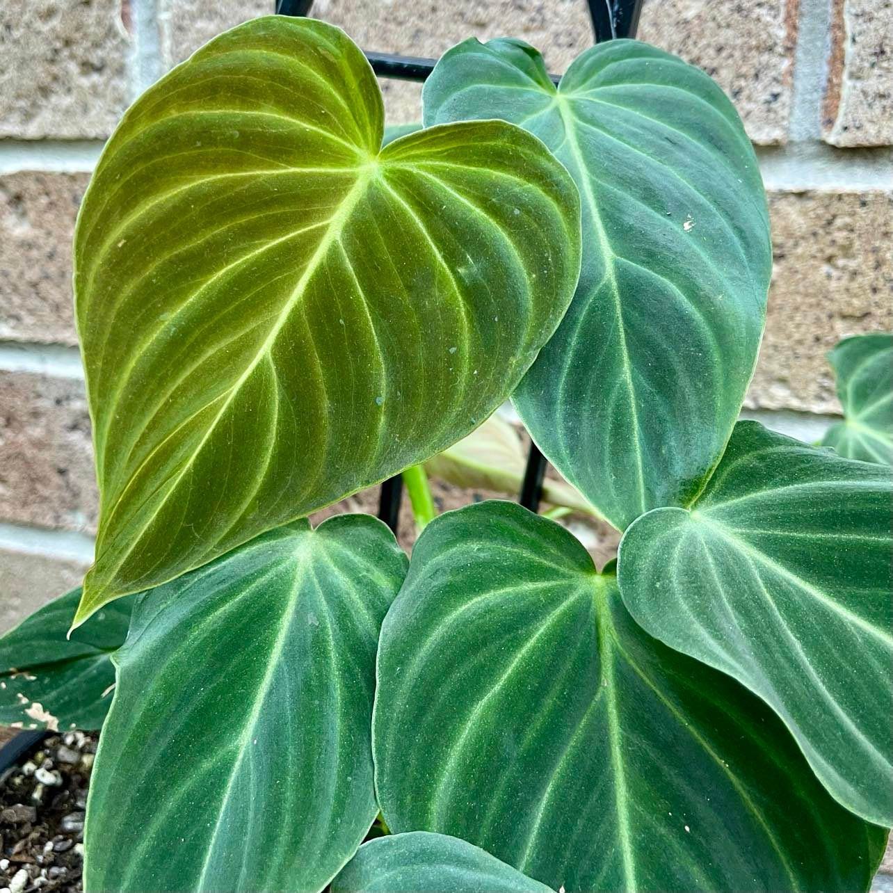 Philodendron Splendid Leaves