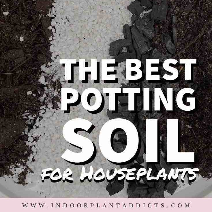 The Best Potting Soil for Houseplants