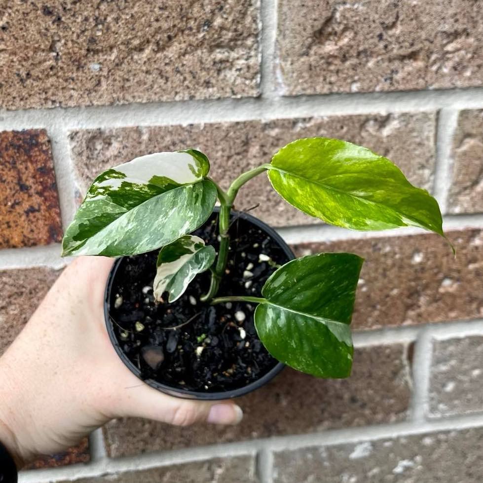 Epipremnum pinnatum aurea-variegata – Steve's Leaves