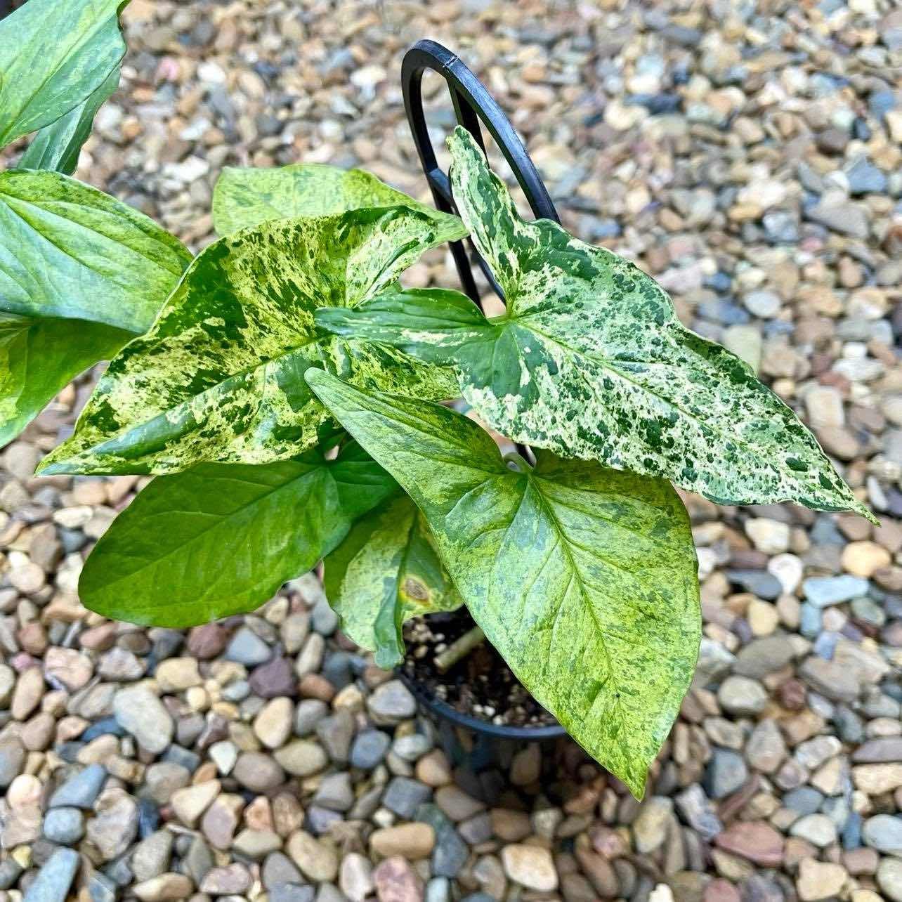 Syngonium Mojito