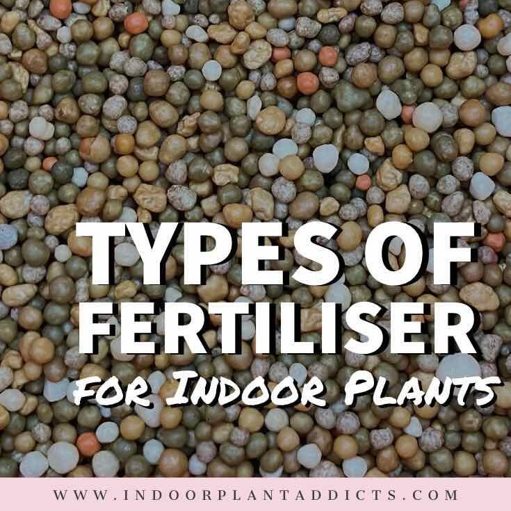 Types of Fertiliser for Indoor Plants