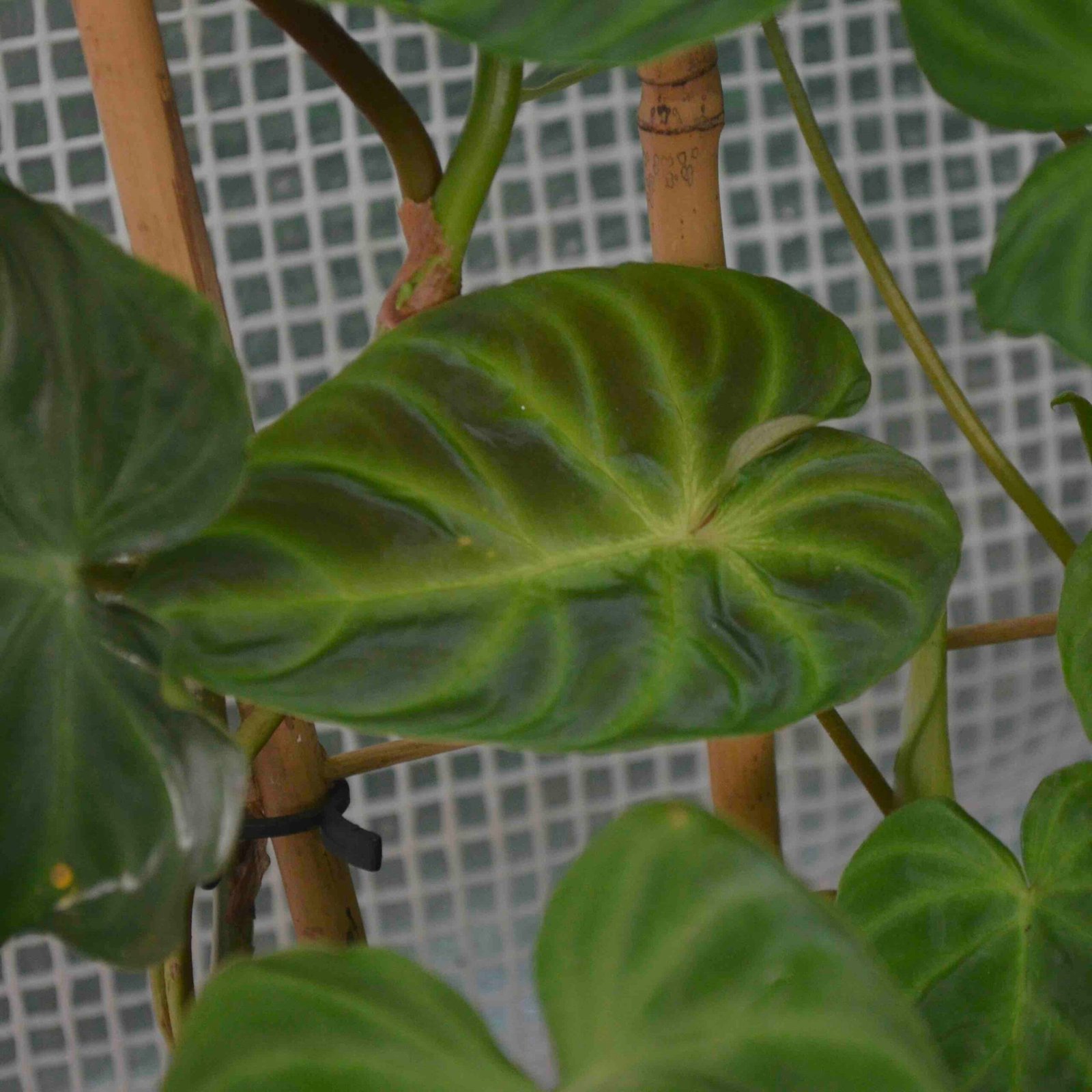 Philodendron Verrucosum