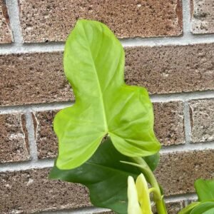 Philodendron Golden Violin leaf