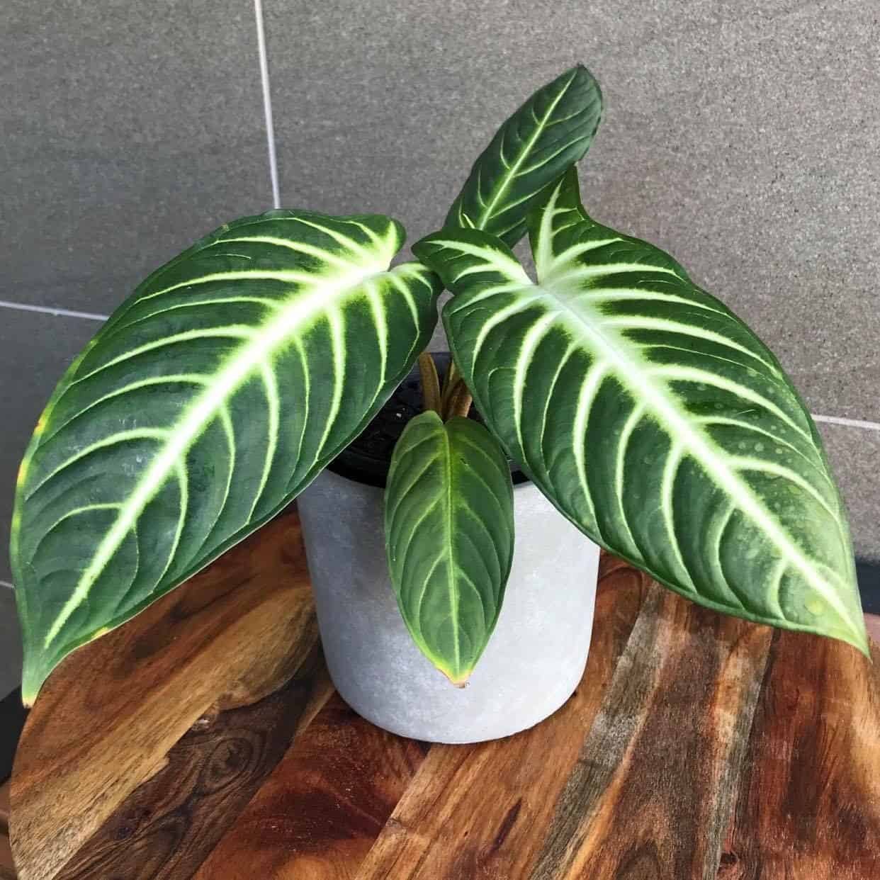 Caladium Lindenii Indoor Plant Care Guide