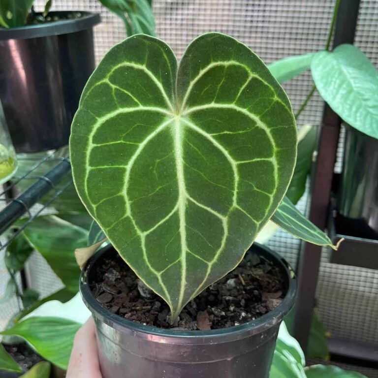 Anthurium Clarinervium