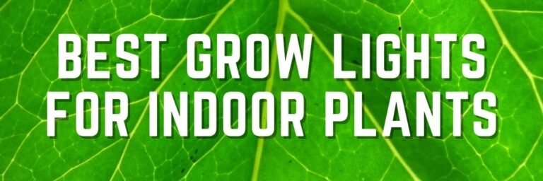 Best Grow lights for Indoor Plants
