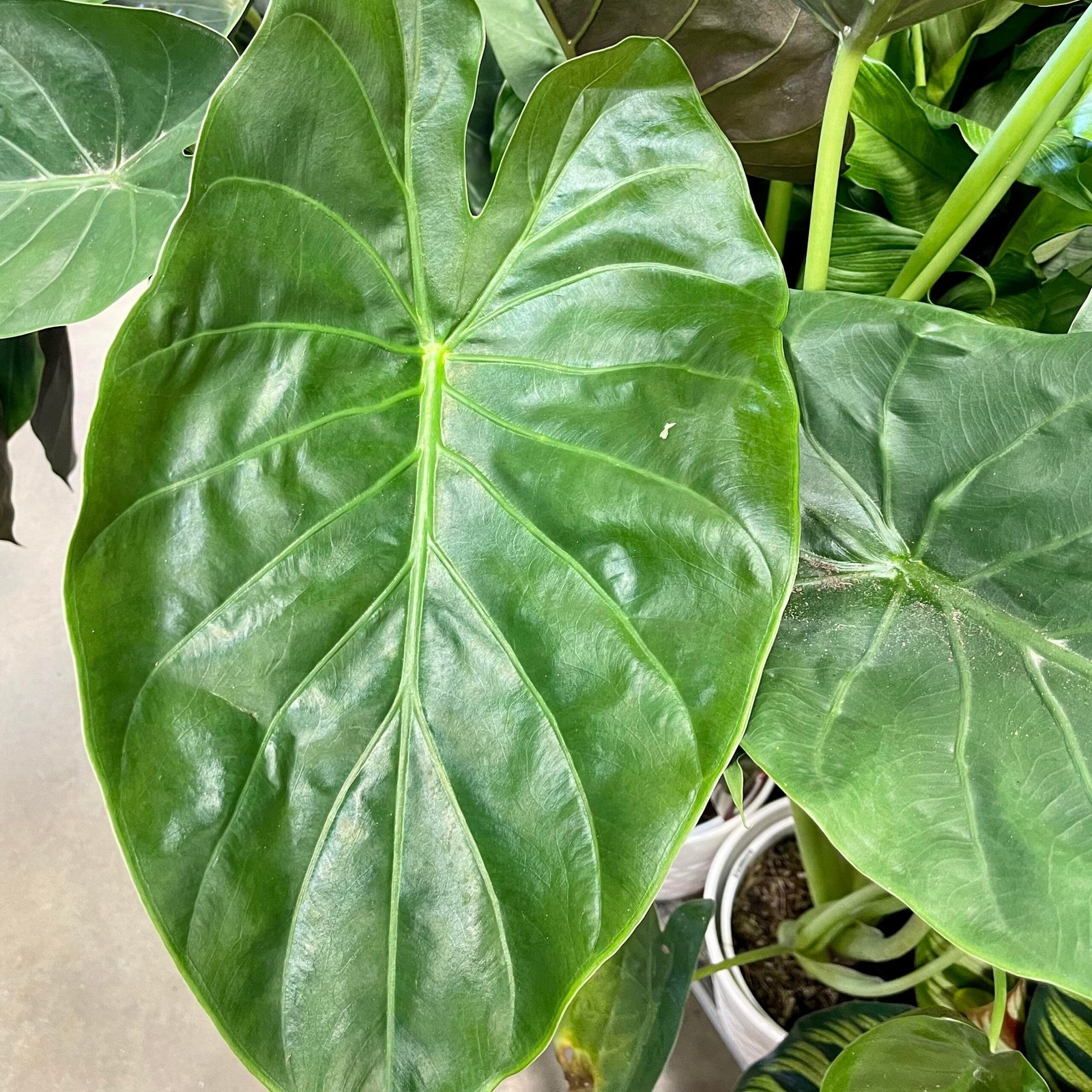 Alocasia Wentii Plant, Full Grown