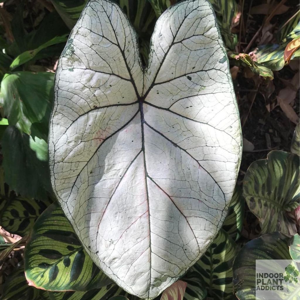 Caladium White Christmas Care