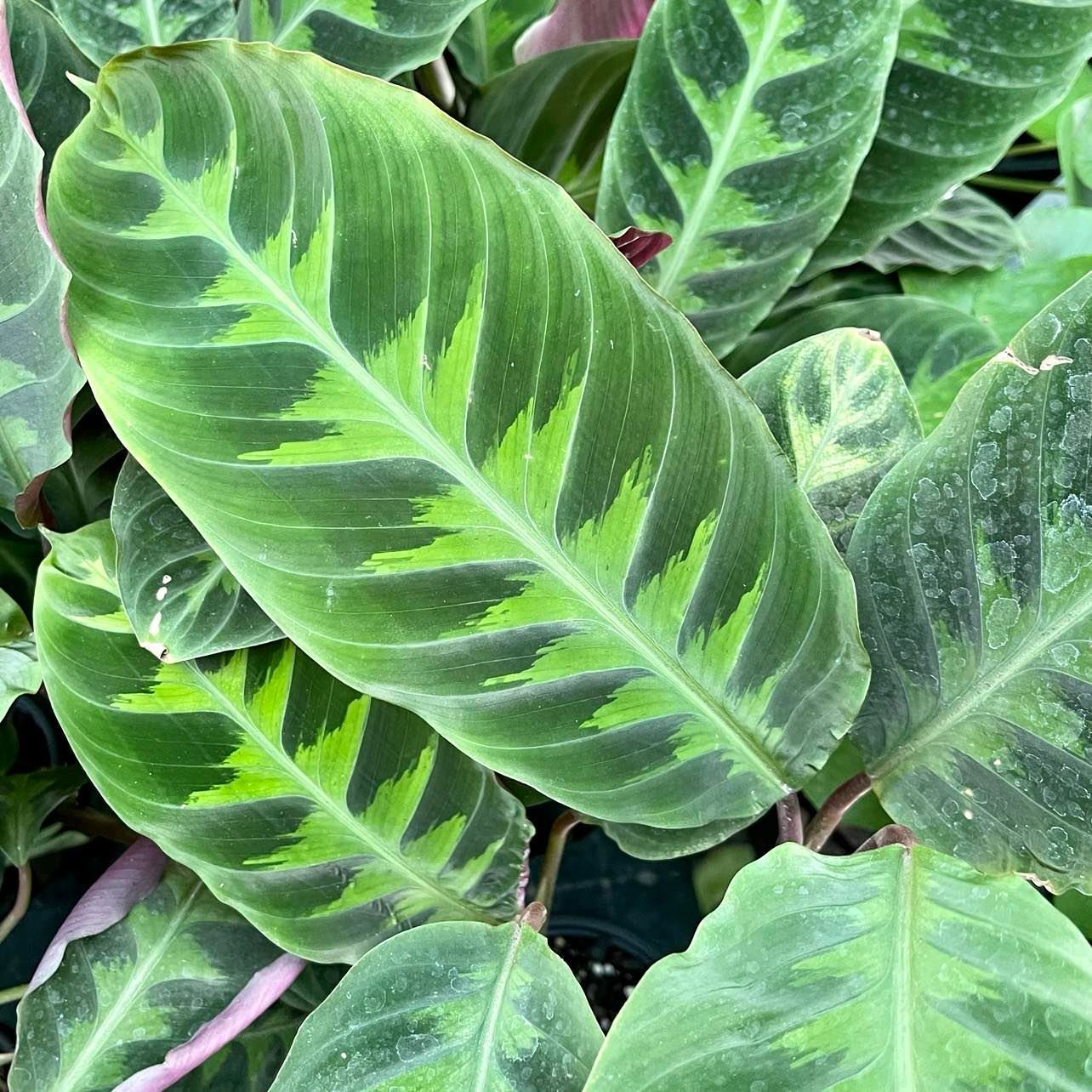 Calathea Warscewiczii