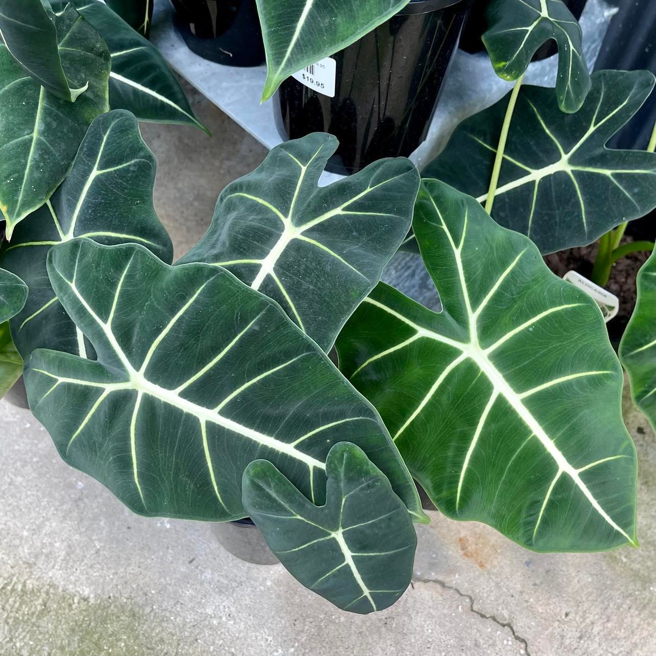 Alocasia Frydek a.k.a Alocasia micholitziana 'Frydek' or Alocasia Green Velvet