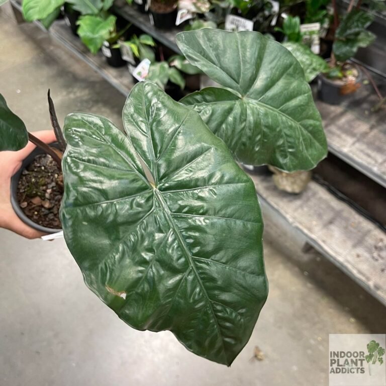 alocasia yucatan princess