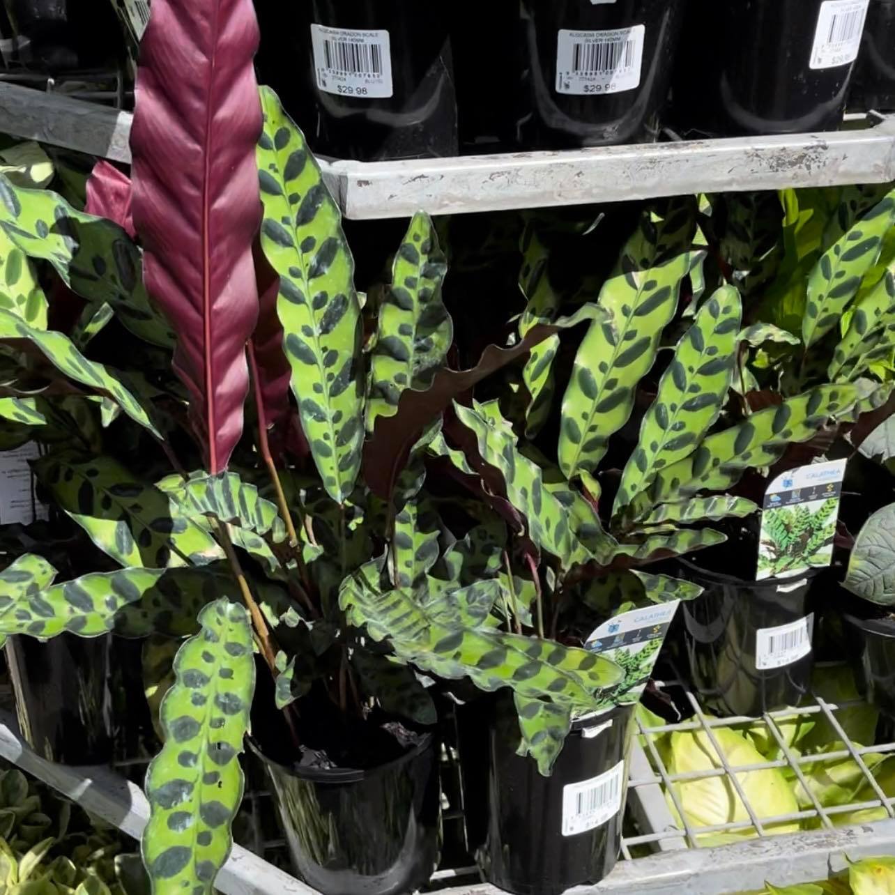 Calathea Lancifolia (rattlesnake plant)