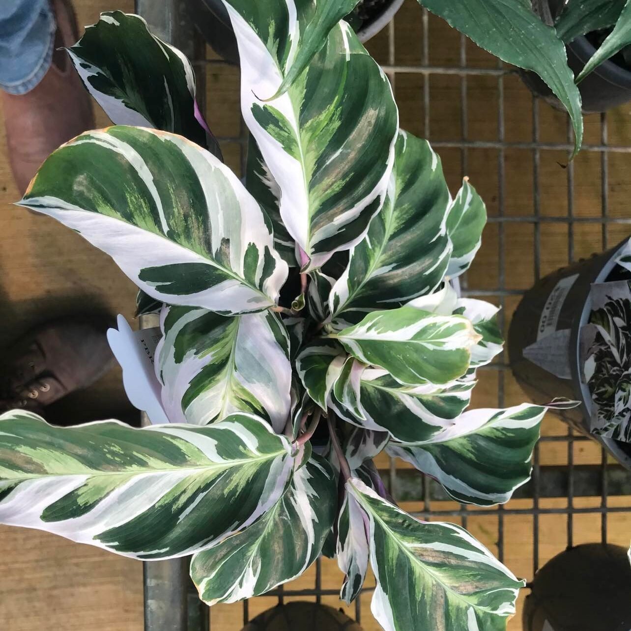 Calathea White Fusion: Comprehensive Care Guide