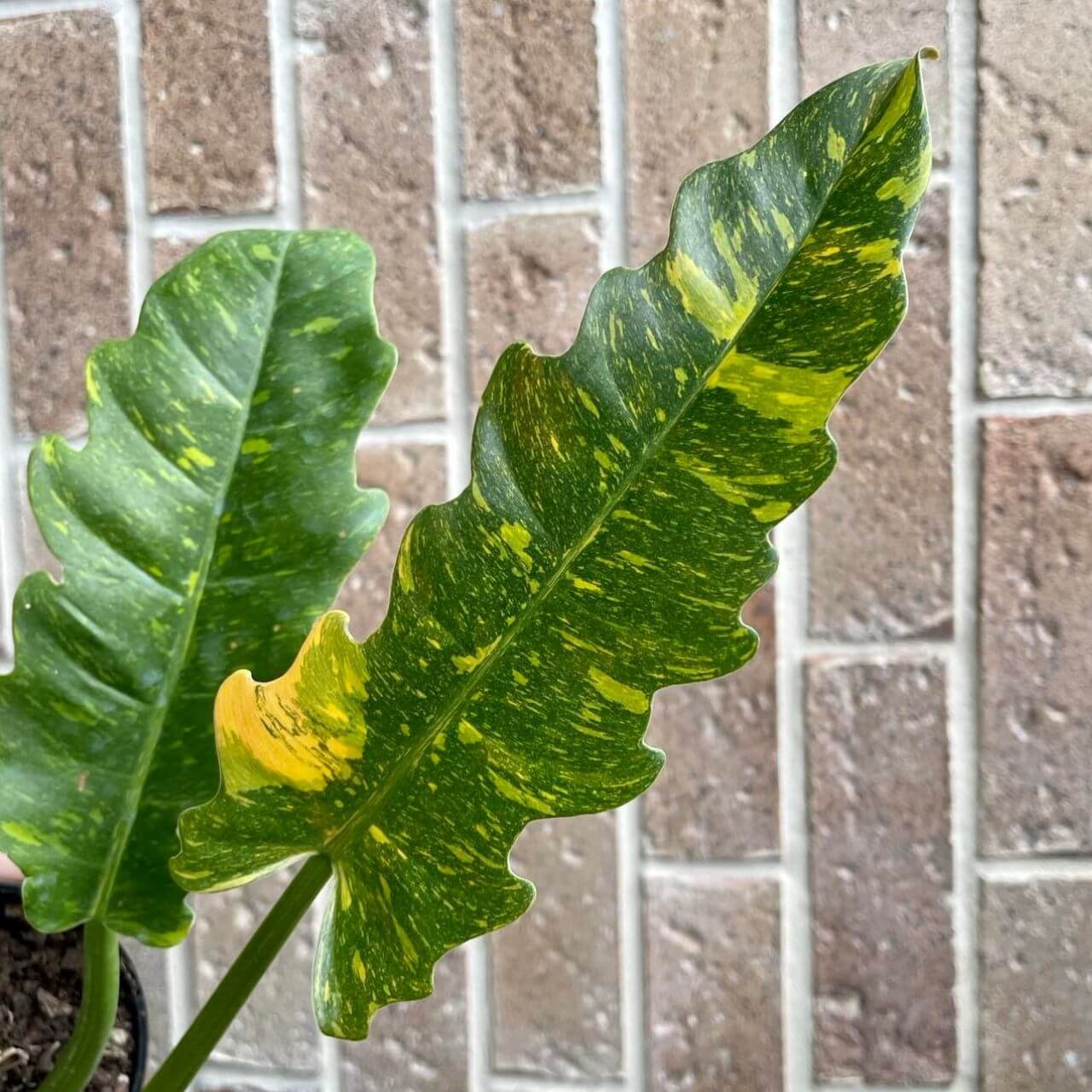 Healthy Philodendron Ring of Fire Leaves