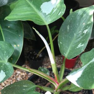 New leaf growing on philodendron white knight indoor plant