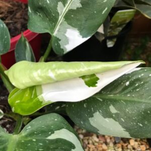 Disease Free Philodendron White Knight leaf opening