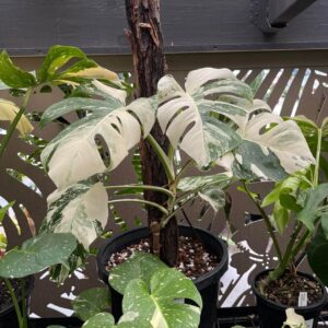 Monstera Borsigiana 'Albo' mature plant