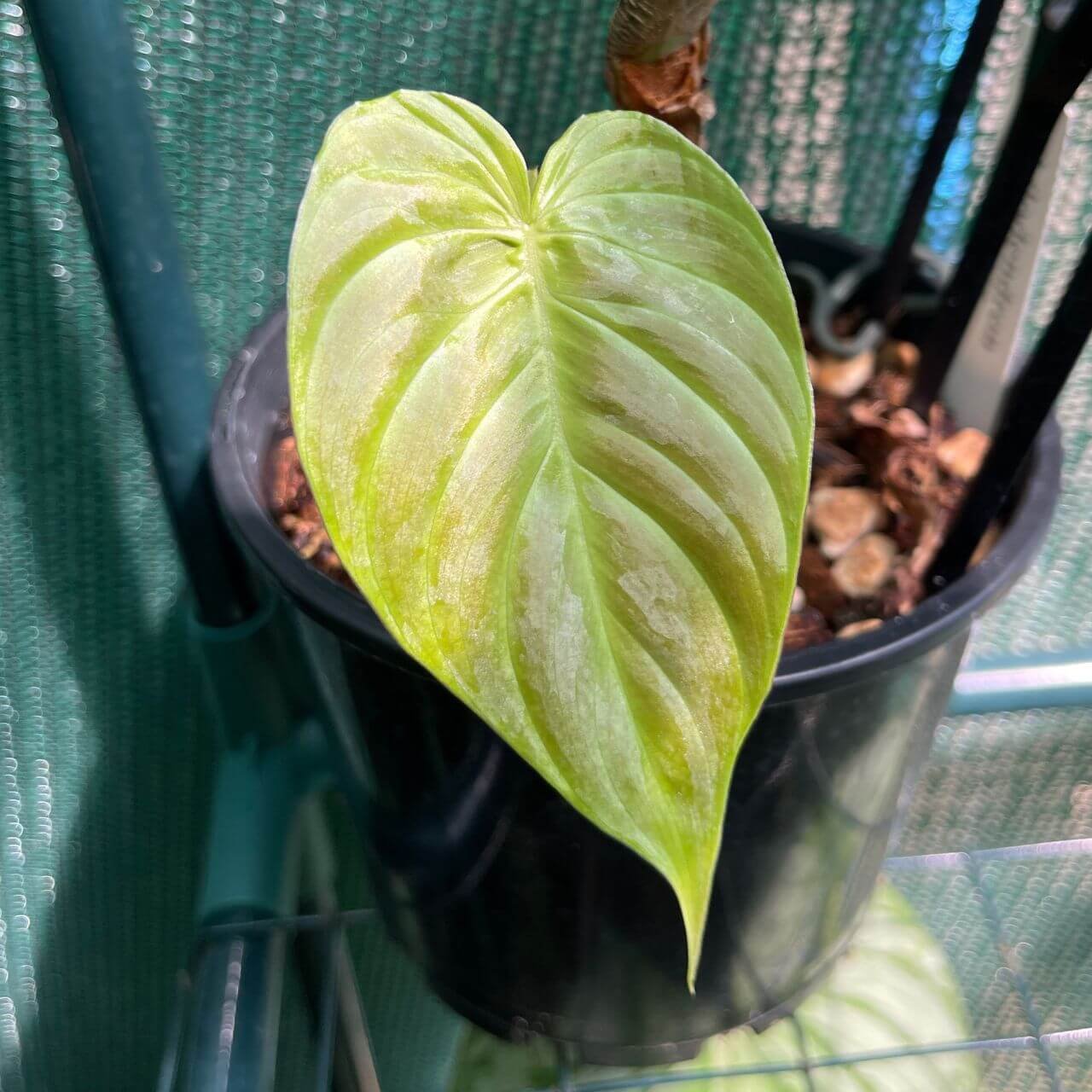 21 Must Have Philodendron Varieties To Keep Indoors