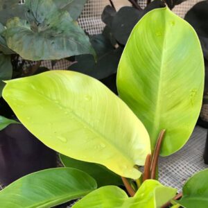Philodendron Moonlight foliage