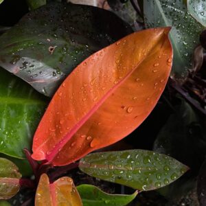 Philodendron Prince of orange leaf