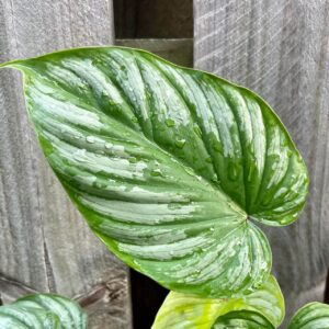 Philodendron Silver Cloud leaf