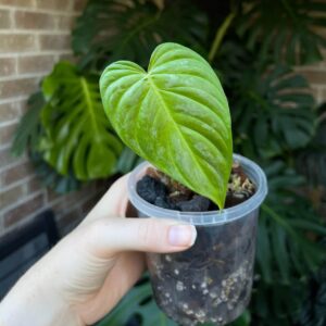 Philodendron Splendid cutting