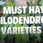 21 Philodendron Varieties to keep indoors