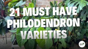 21 Philodendron Varieties to keep indoors