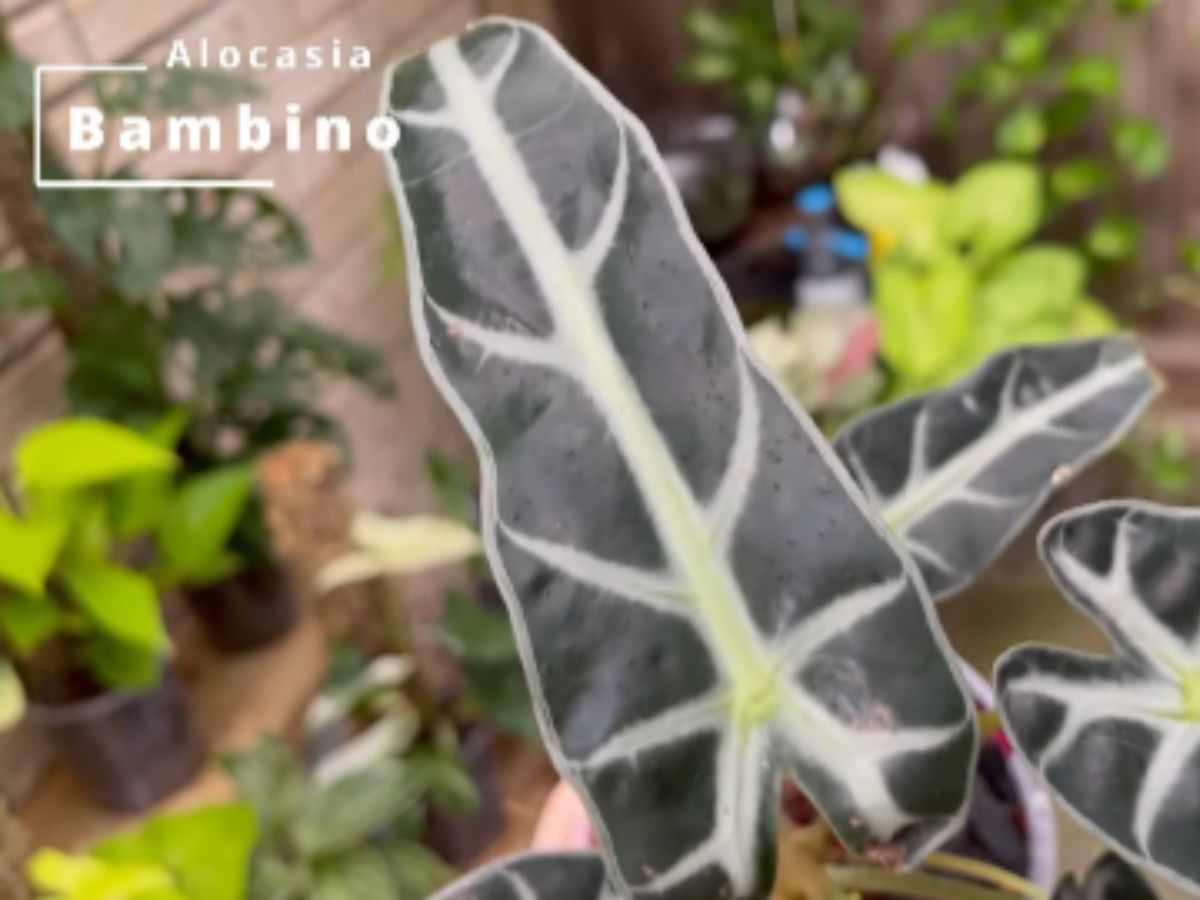 Alocasia Bambino