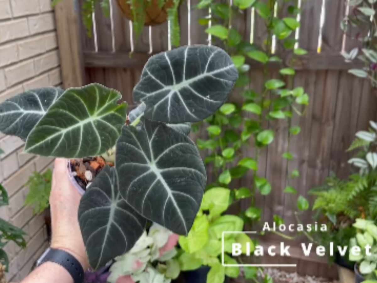 Alocasia Black Velvet