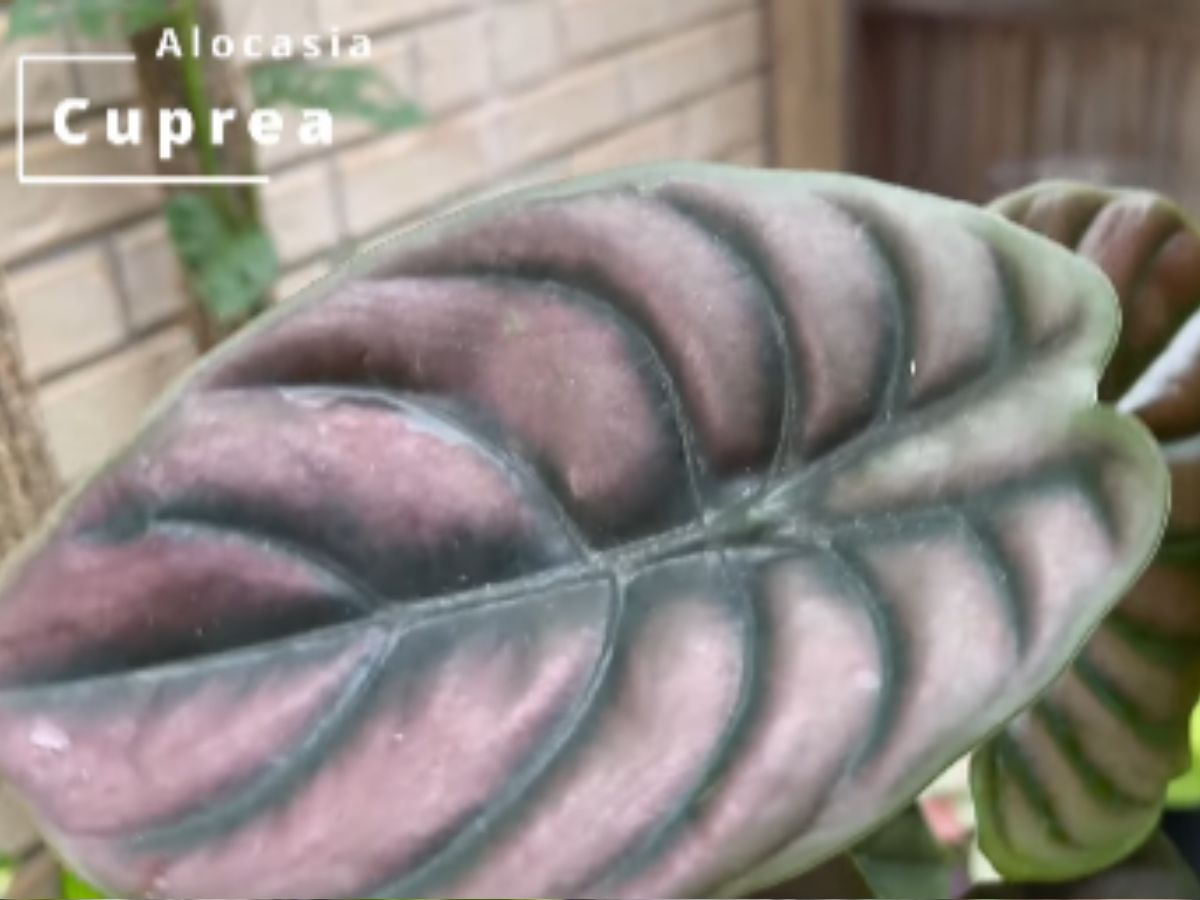 Alocasia Cuprea