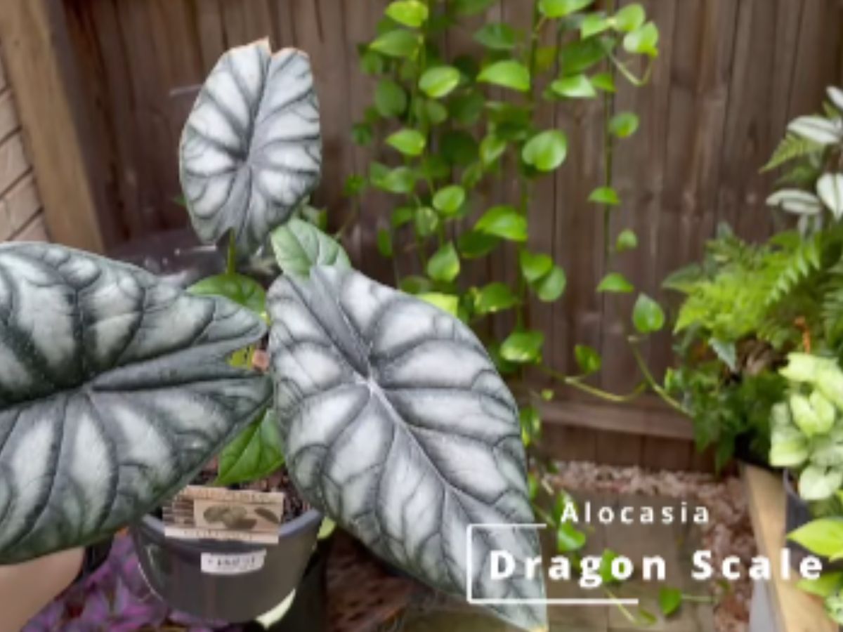 Alocasia Silver Dragon