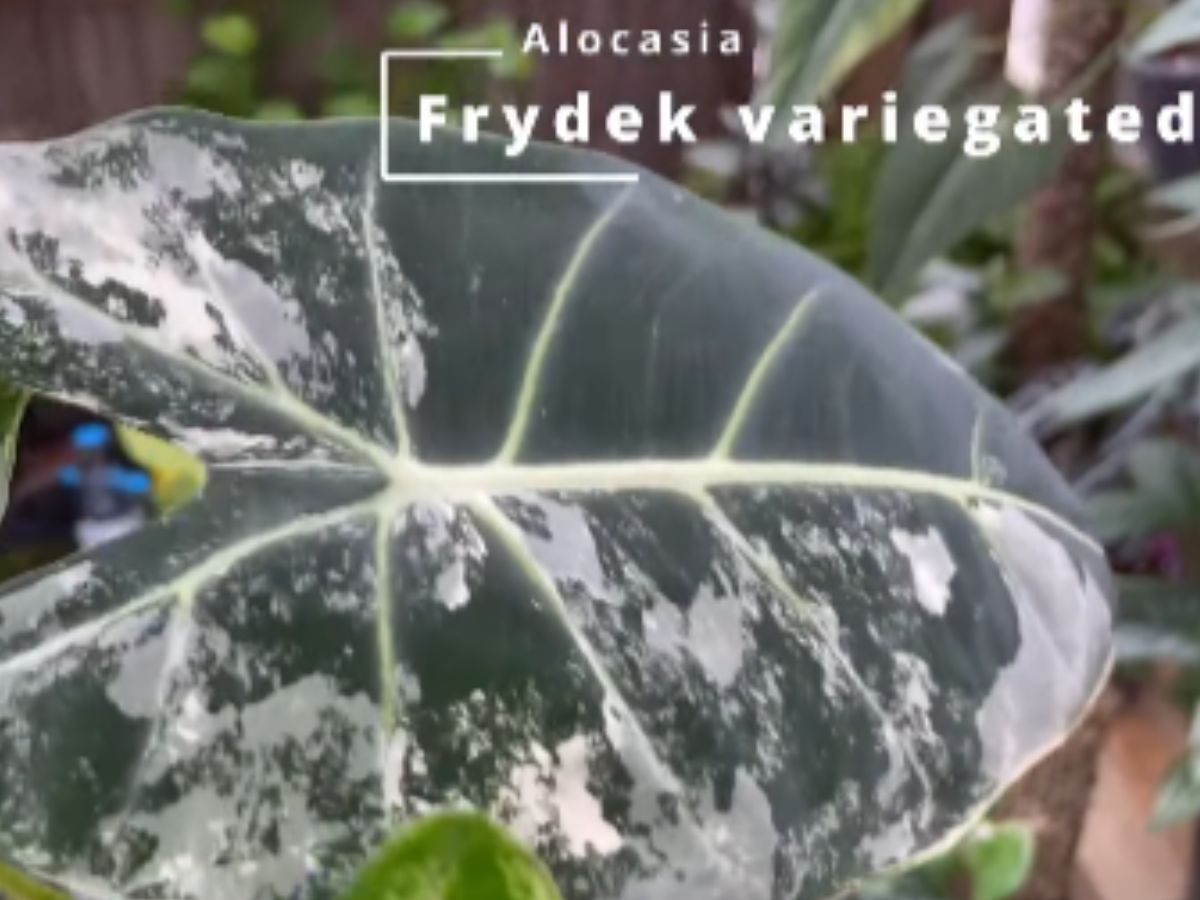 Alocasia Frydek Variegated