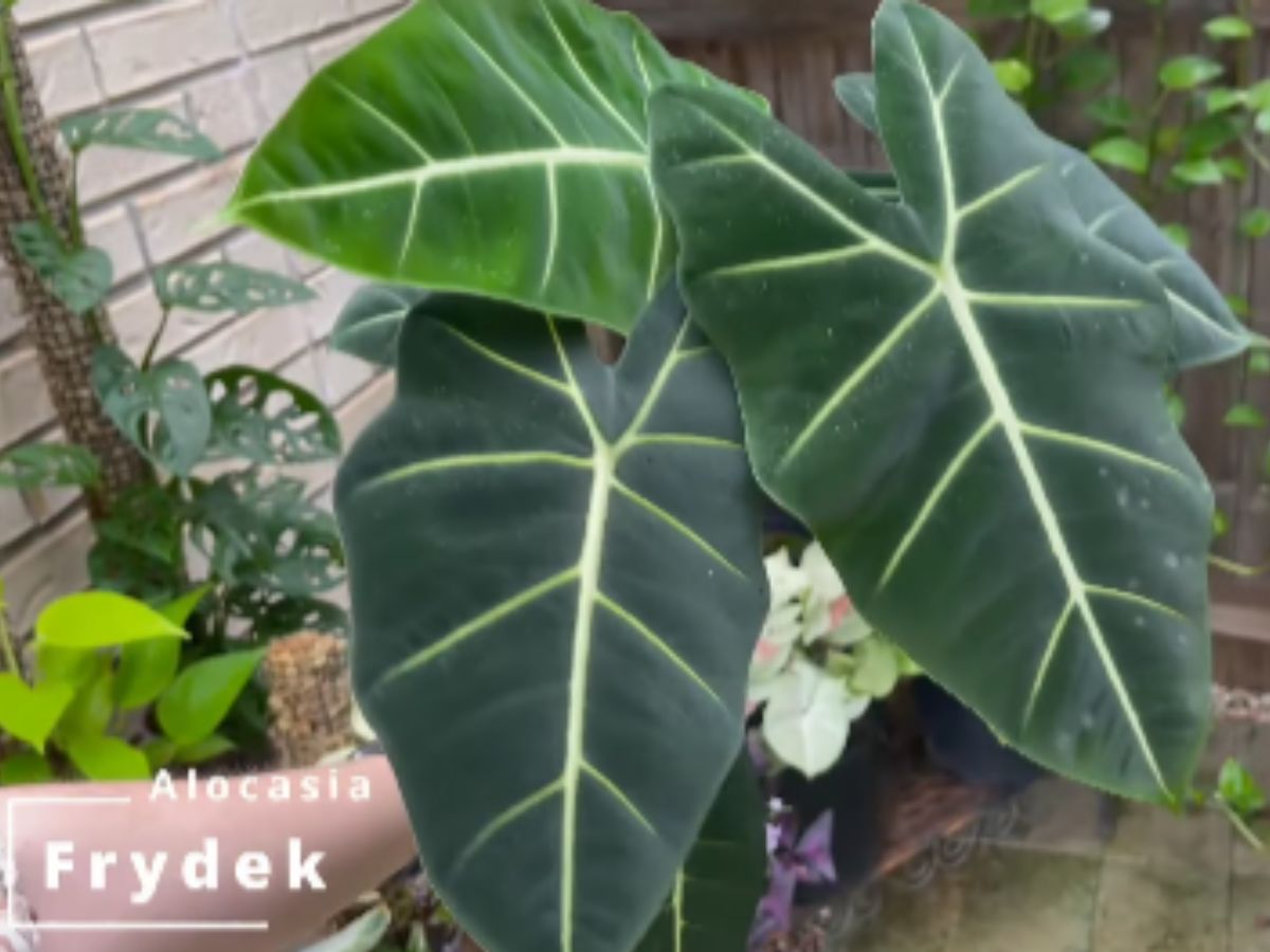 Alocasia Frydek