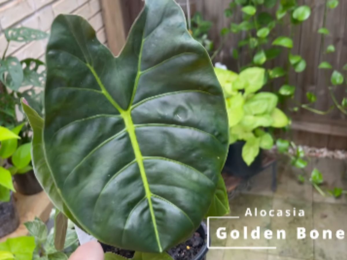 Alocasia Golden Bone