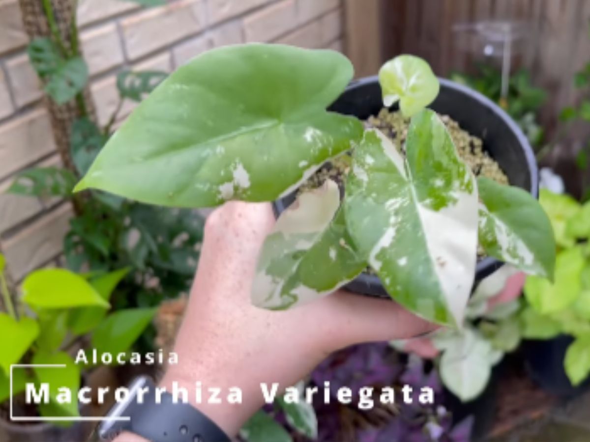 Alocasia Macrorrhiza Variegata