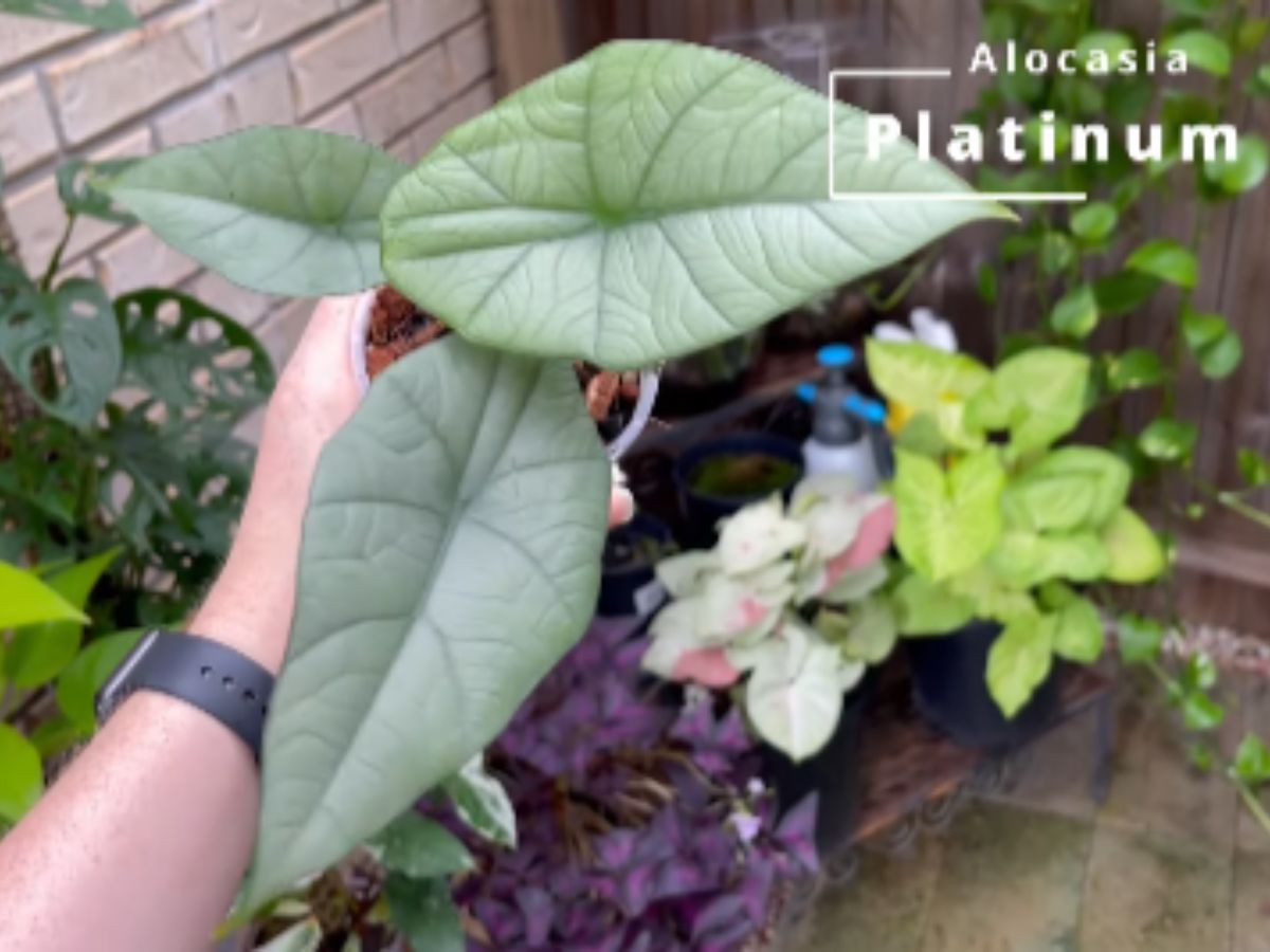 Alocasia Platinum Dragon