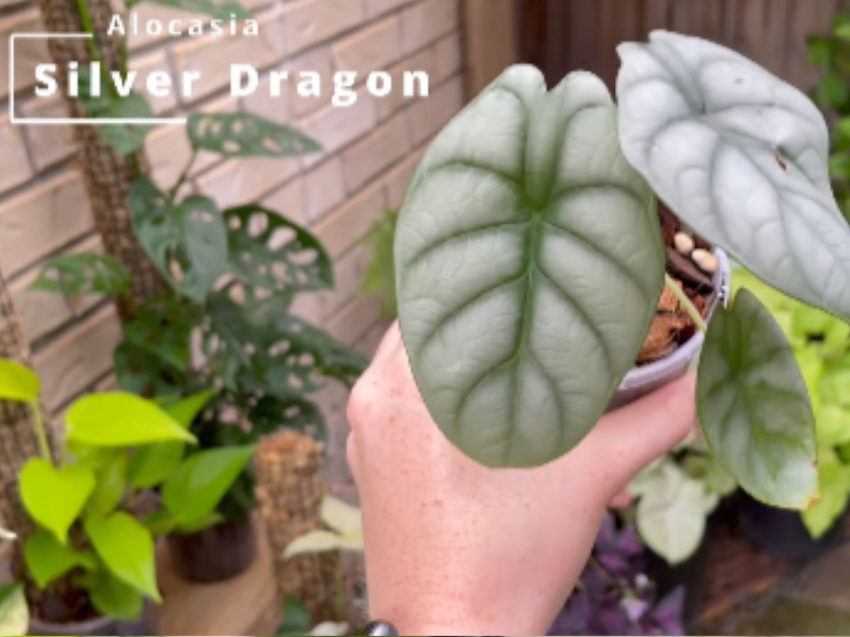 Alocasia Silver Dragon