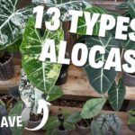 Types of Alocasia to Keep Indoors