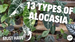 Types of Alocasia to Keep Indoors