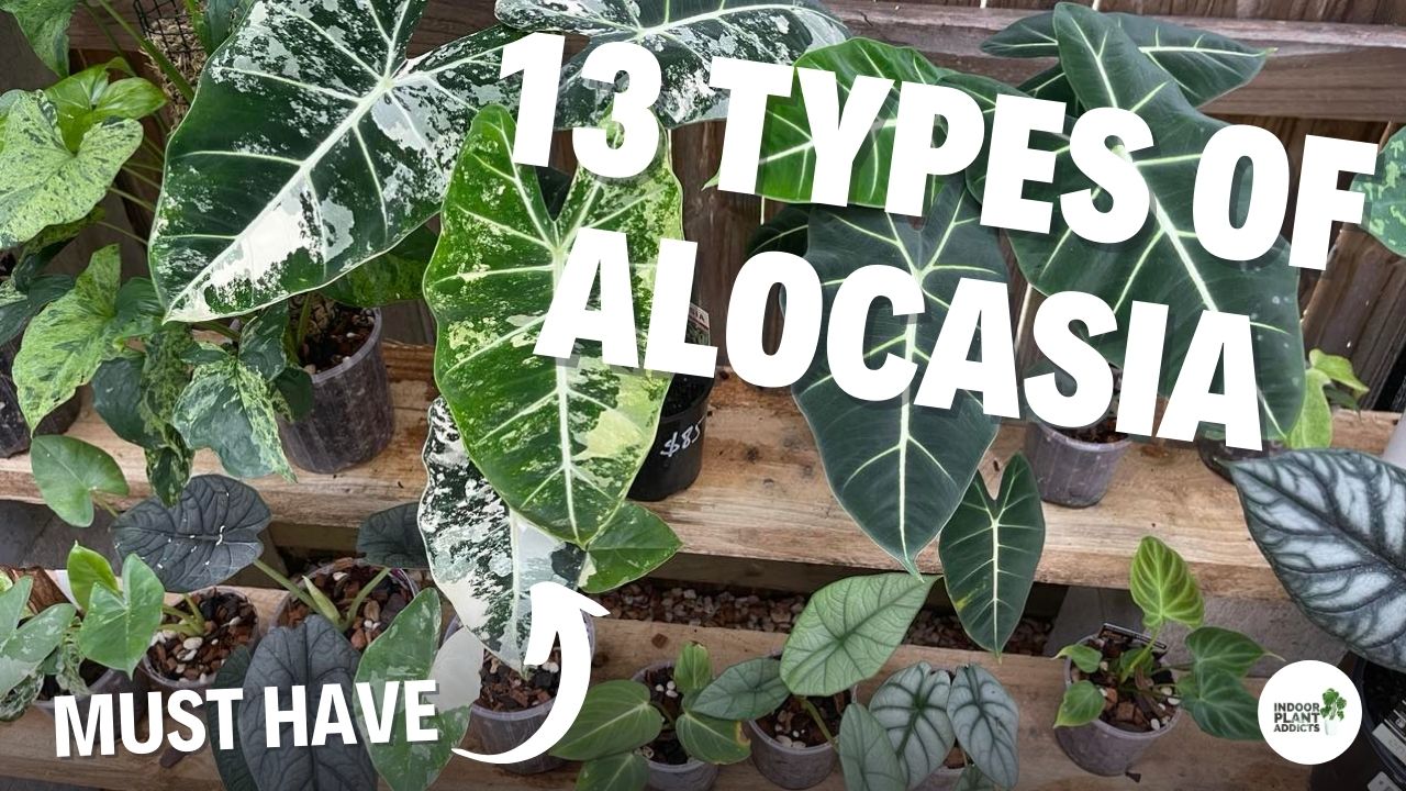 Must Have Alocasia House Plants