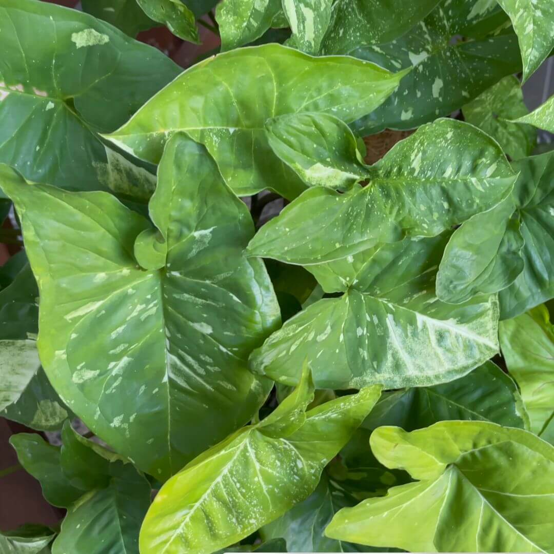 Syngonium Panda mature plant