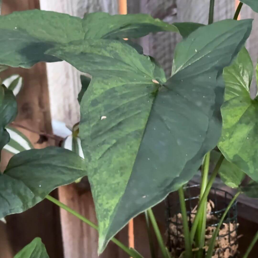 Syngonium Mojito