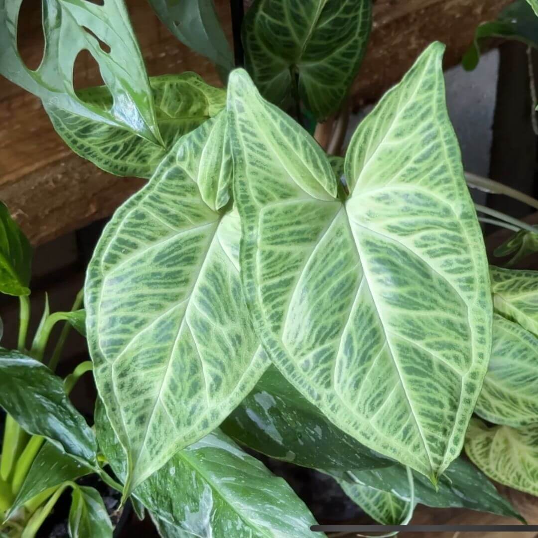 Syngonium Batik mature leaves