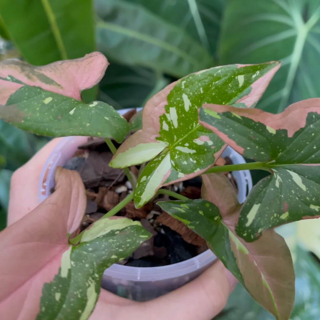 Small Syngonium Red Spot Tricolour indoor plant