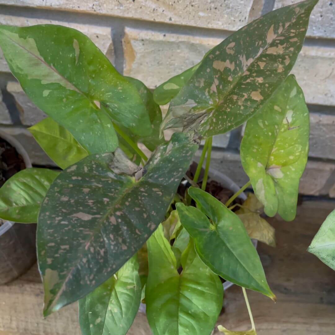 Syngonium Pink Splash