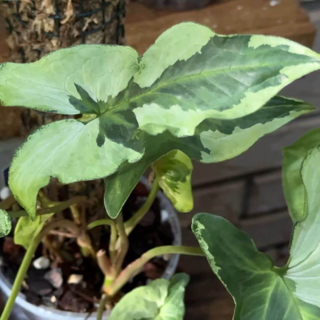 Syngonium Three Kings Leaf