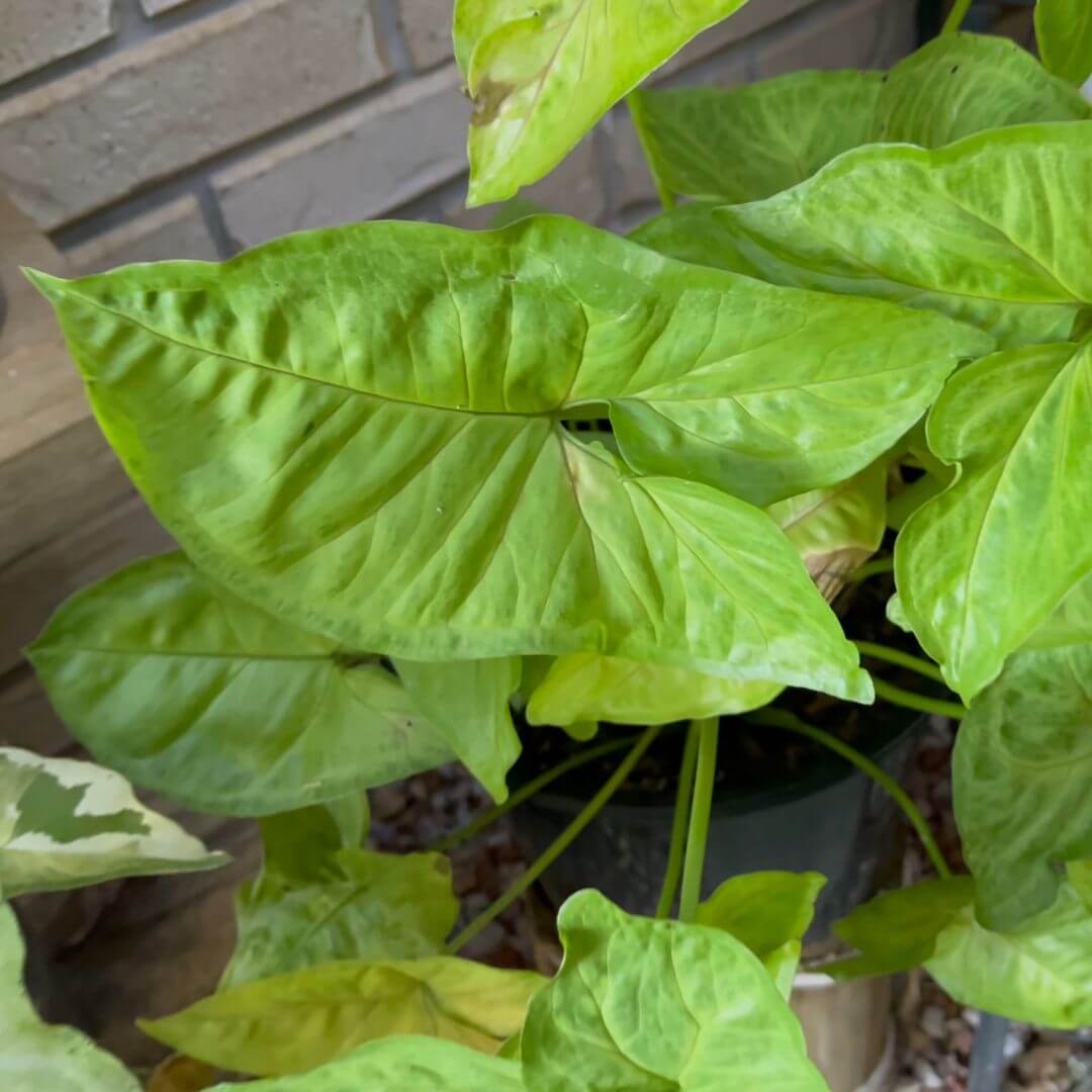 Syngonium Lemon Lime