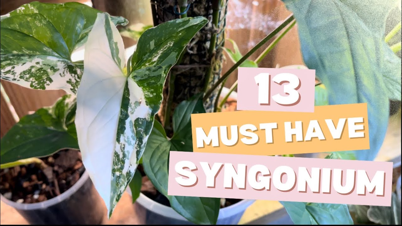 13 Must Have Syngonium to Grow Indoors